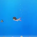 潜水采贝壳