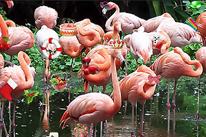 火眼金睛之动物园2