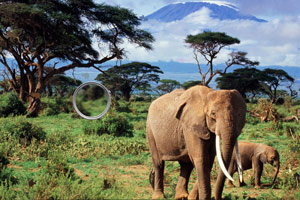 大象群寻找隐藏的动物